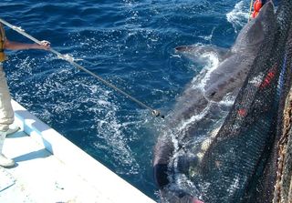 Researchers tag a basking shark in the Atlantic. The tags are attached with a small titanium dart, which, once quickly jabbed into the fish's back, remains in place until an electronic signal releases it.