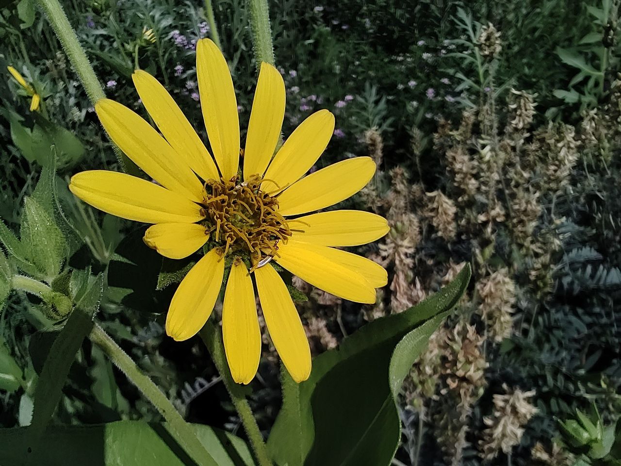 TCL 20 Pro 5G macro shot