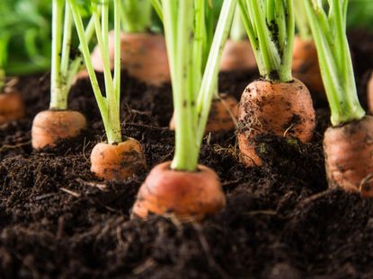 Rows Of Carrots Growing In The Garden