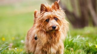 Australian terrier