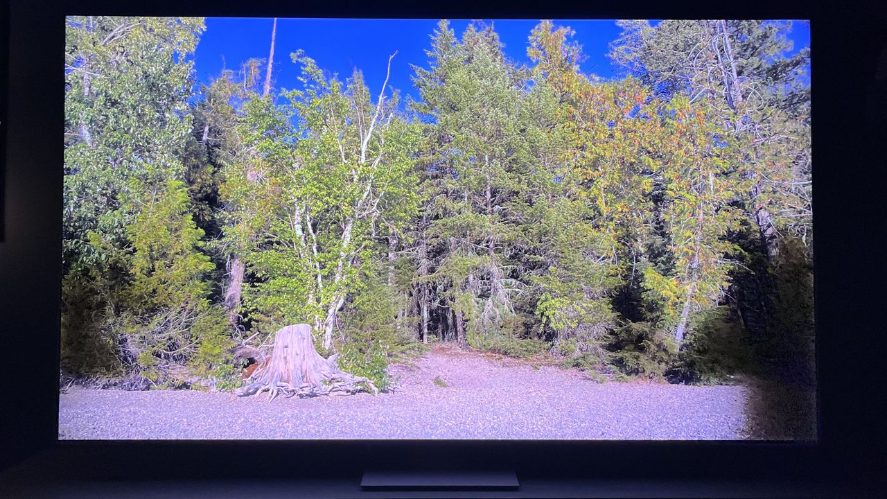 Samsung QN900D visar en bild av en skog.