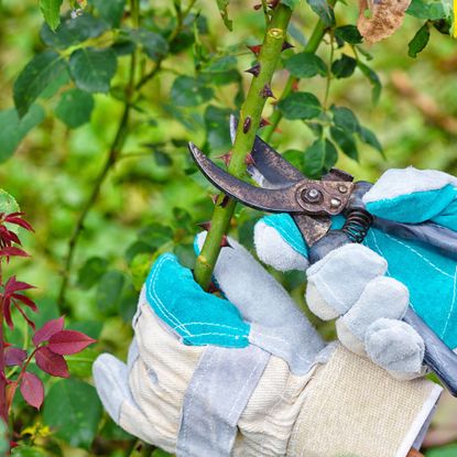 Gardener with blue and cream gloves prunes roses