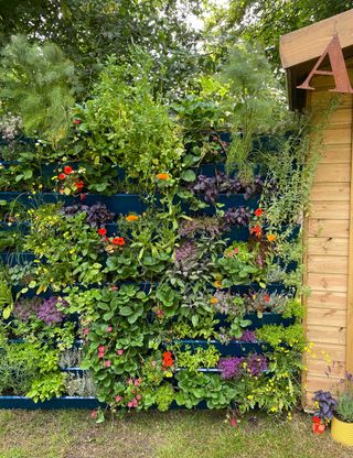 living wall at hampton court palace flower show 2021