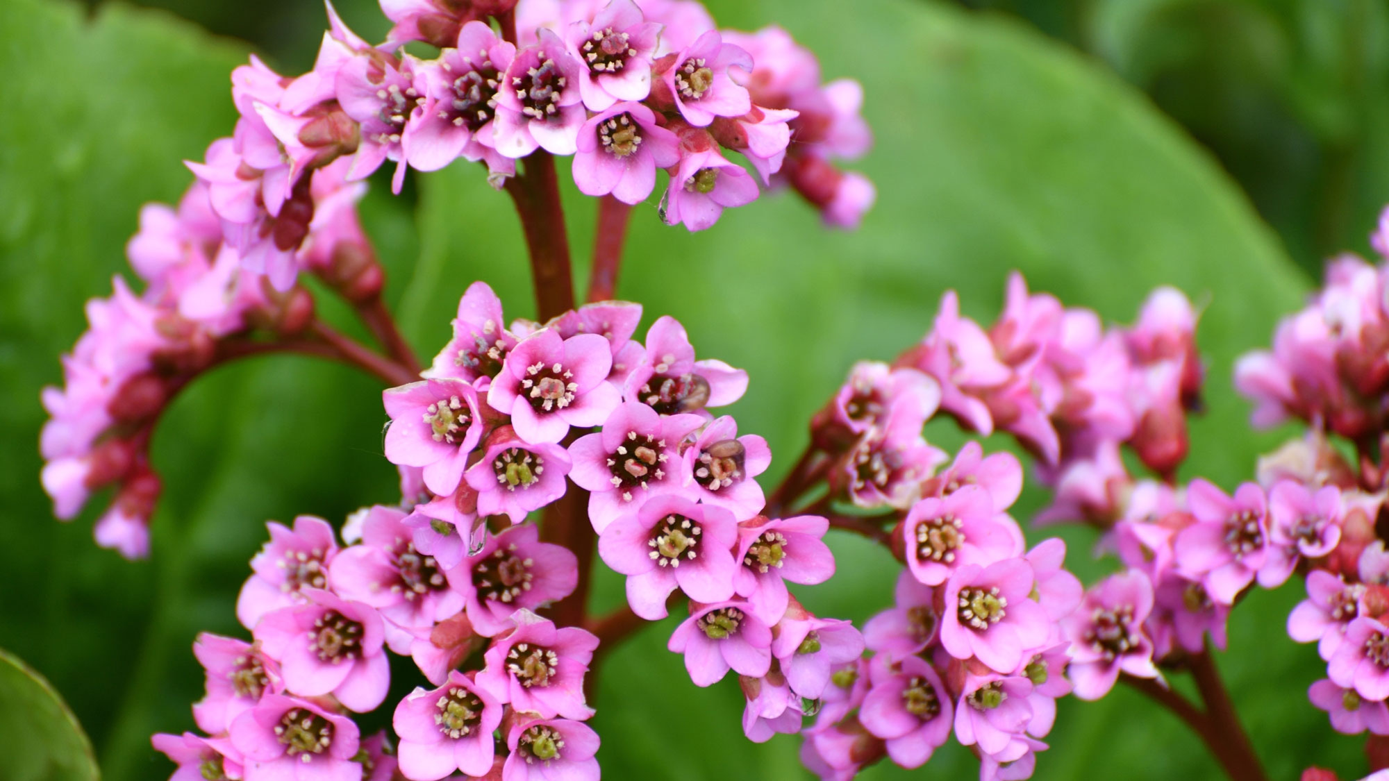 bergenia plant with clusters of pink purple blooms and green leaves