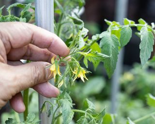 Tapping tomato flowers