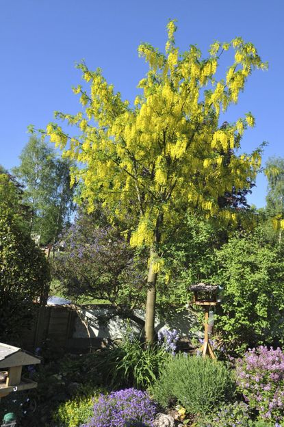 Large Goldenchain Tree In Garden
