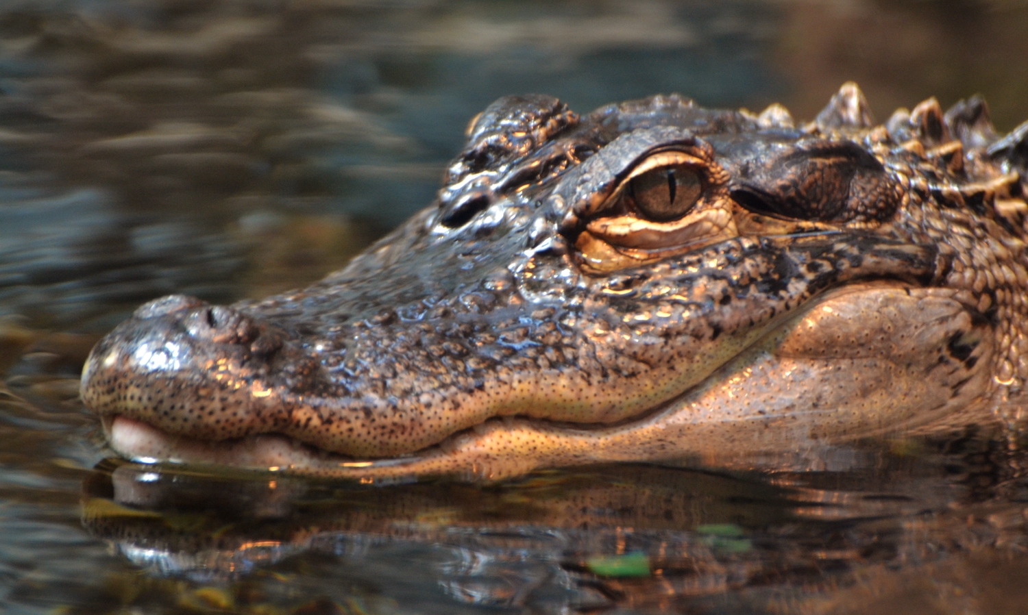 Despite their thick skins, alligators and crocodiles are surprisingly  touchy