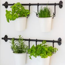 Herb plants grown in pots hung on a wall rail