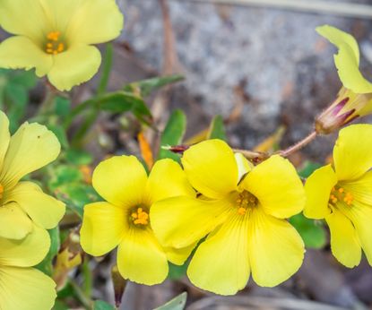 How to identify and get rid of yellow wood sorrel: expert tips | Homes ...