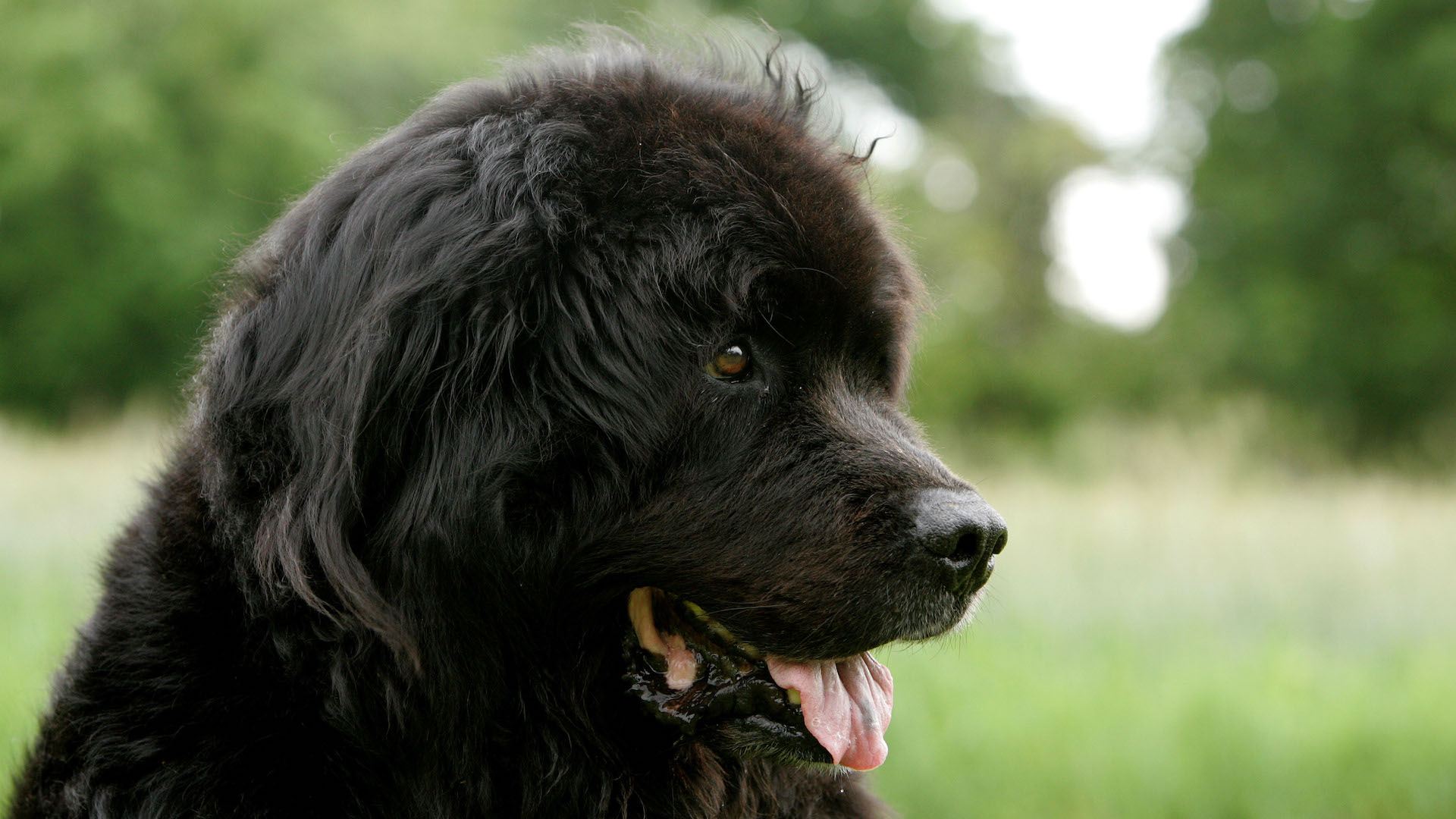 Headshot of Newfoundland dog