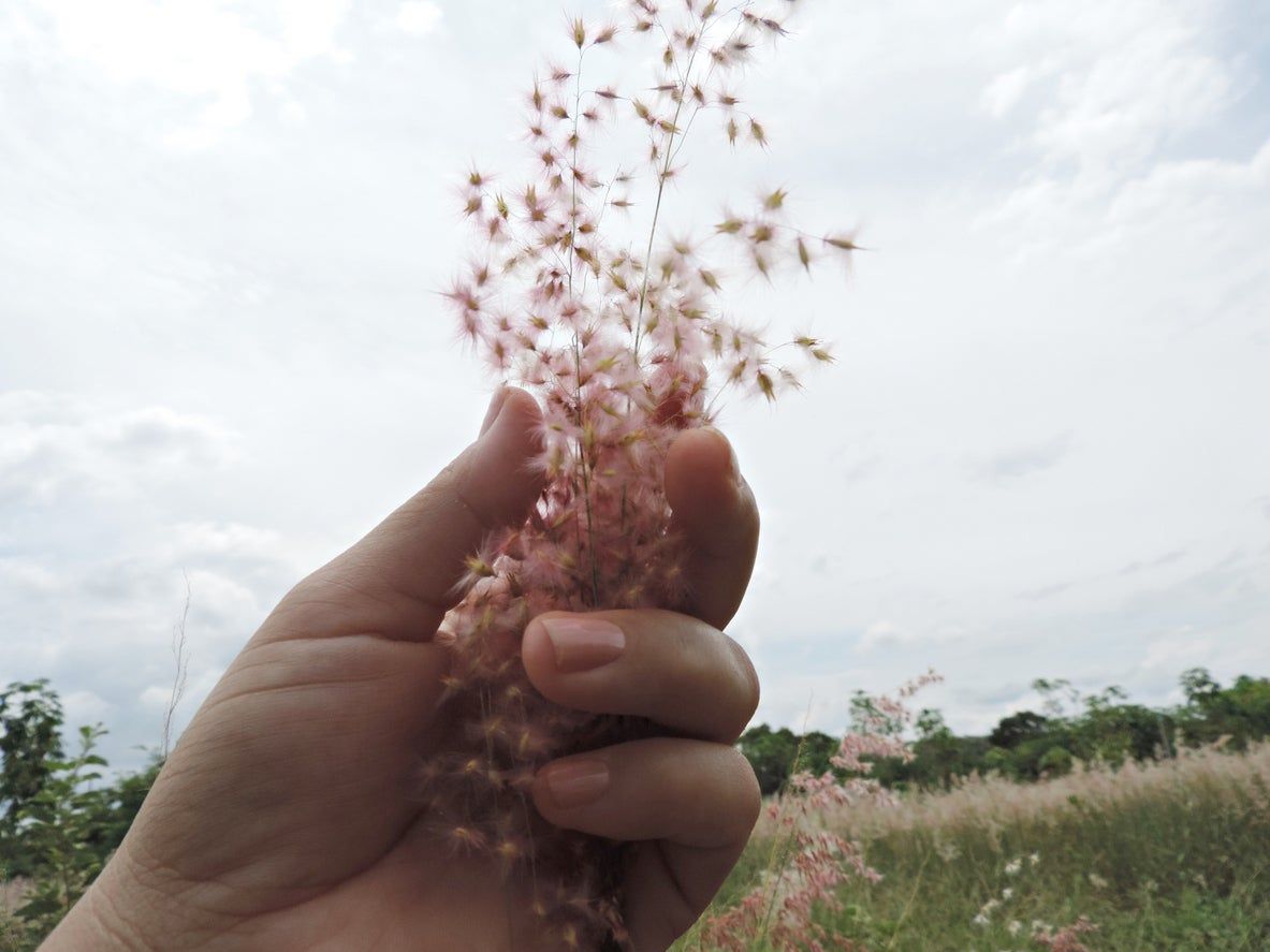 orn grass seed