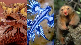 A collage of a thorny devil lizard, blue dragon sea slug, and silky anteater