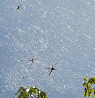 Guam spiders