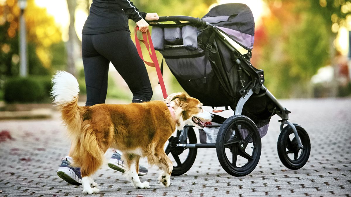 Young woman with baby stroller walking her dog in a neighborhood with houses in the background