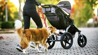 Young woman with baby stroller walking her dog in a neighborhood with houses in the background