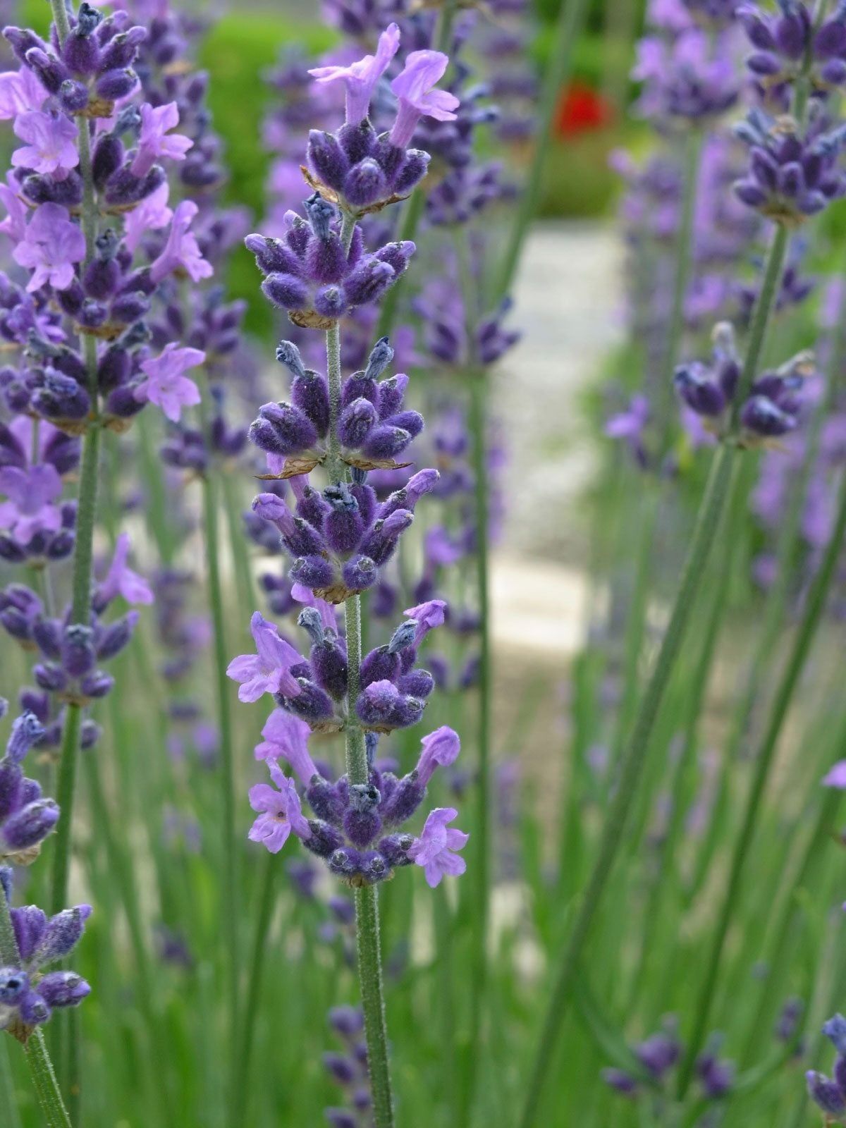 Pruning Lavender How To Cut Back Lavender Gardening Know How