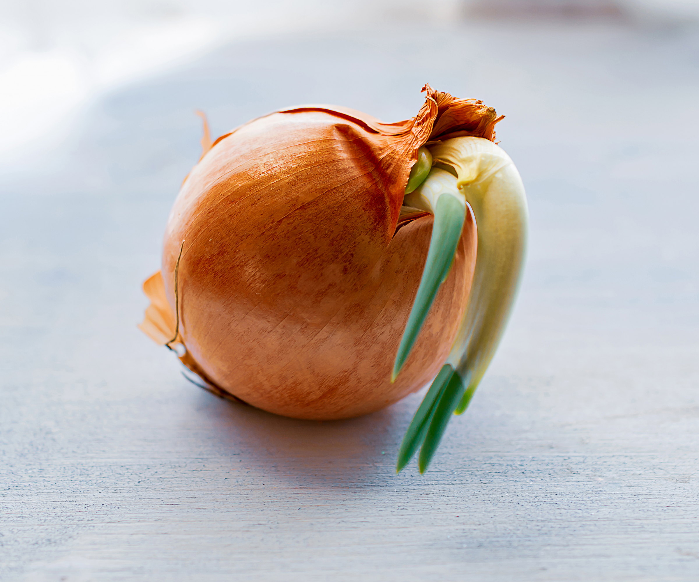 An onion complete with a green sprout