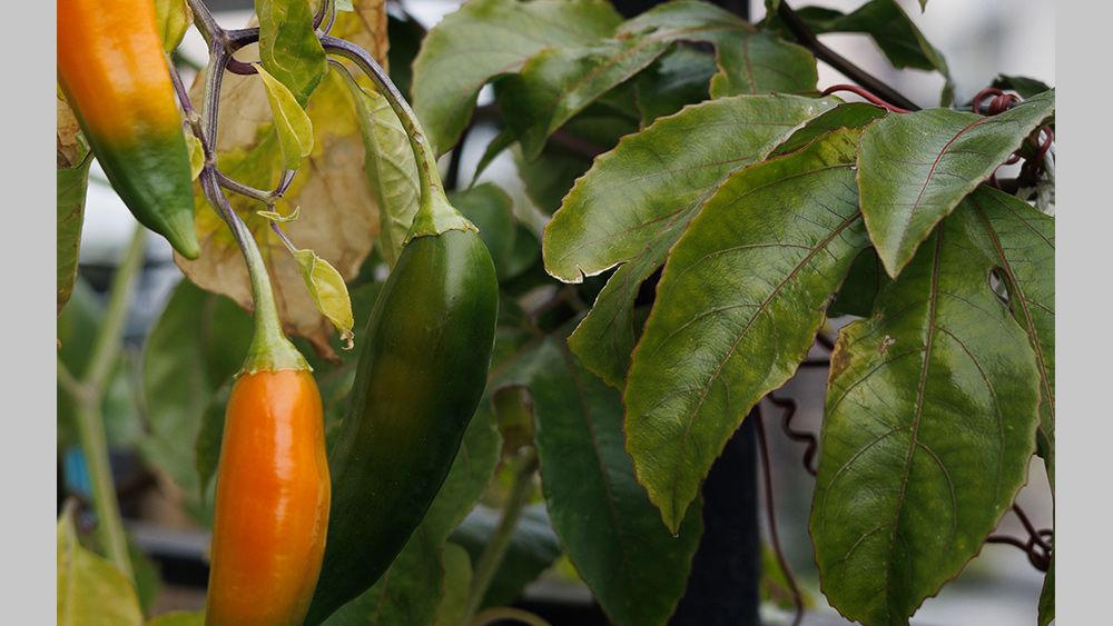 Picture of a chilli plant taken on the Canon EOS R5