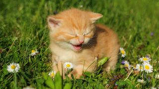 Ginger kitten looking like its laughing while sitting on grass and daisy flowers