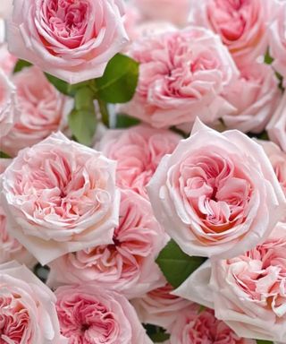 Pink o'Hara roses in bloom