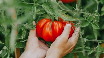 A gardener holding a large tomato in their hands