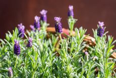 A small lavender houseplant in a purple pot on a windowsill