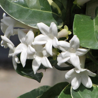 Stephanotis plant