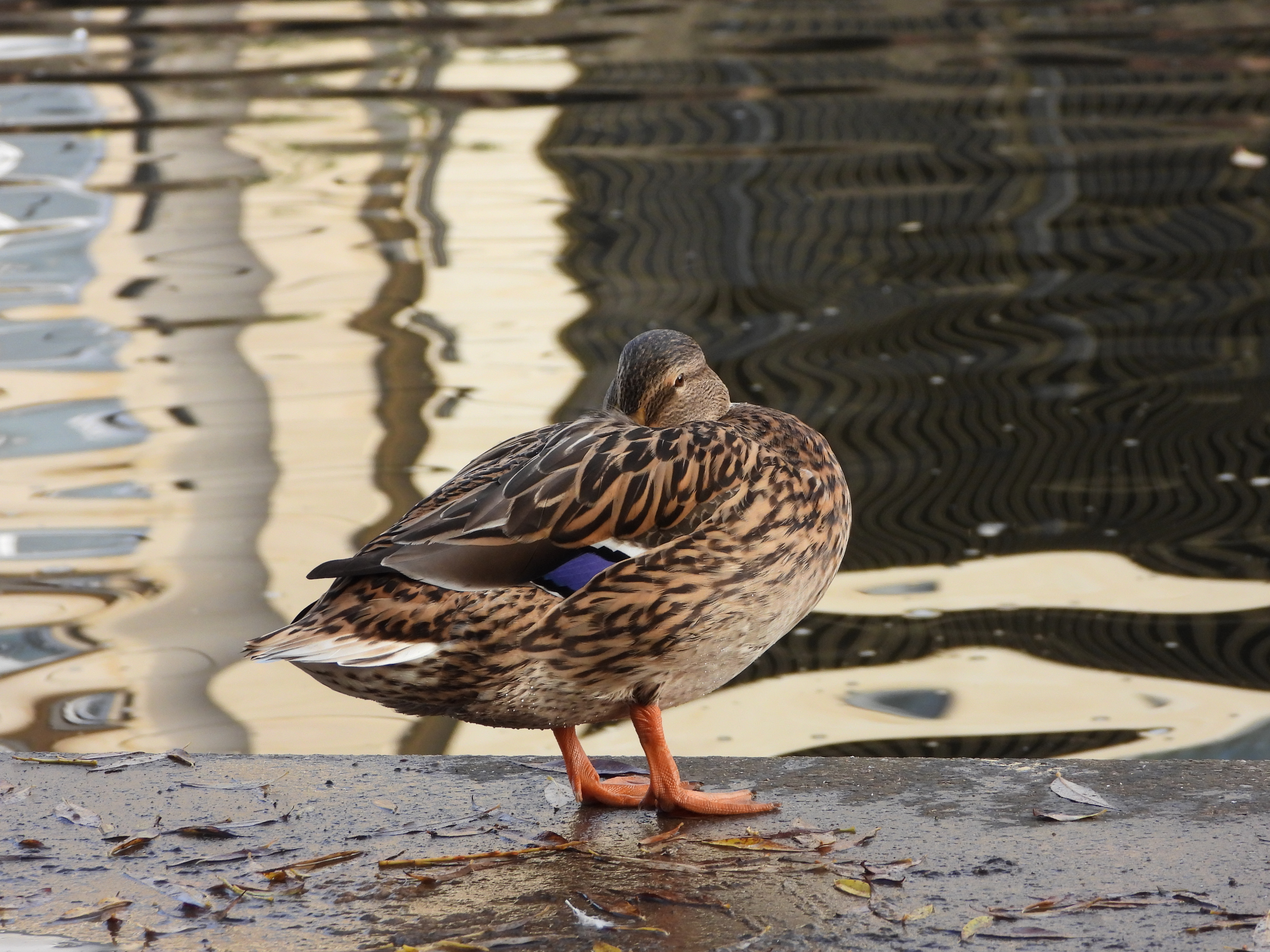 A photo taken on a Nikon Coolpix P1100 digital camera