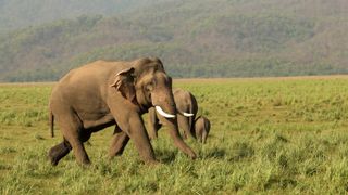 Asian elephants walking through tall grass in India.