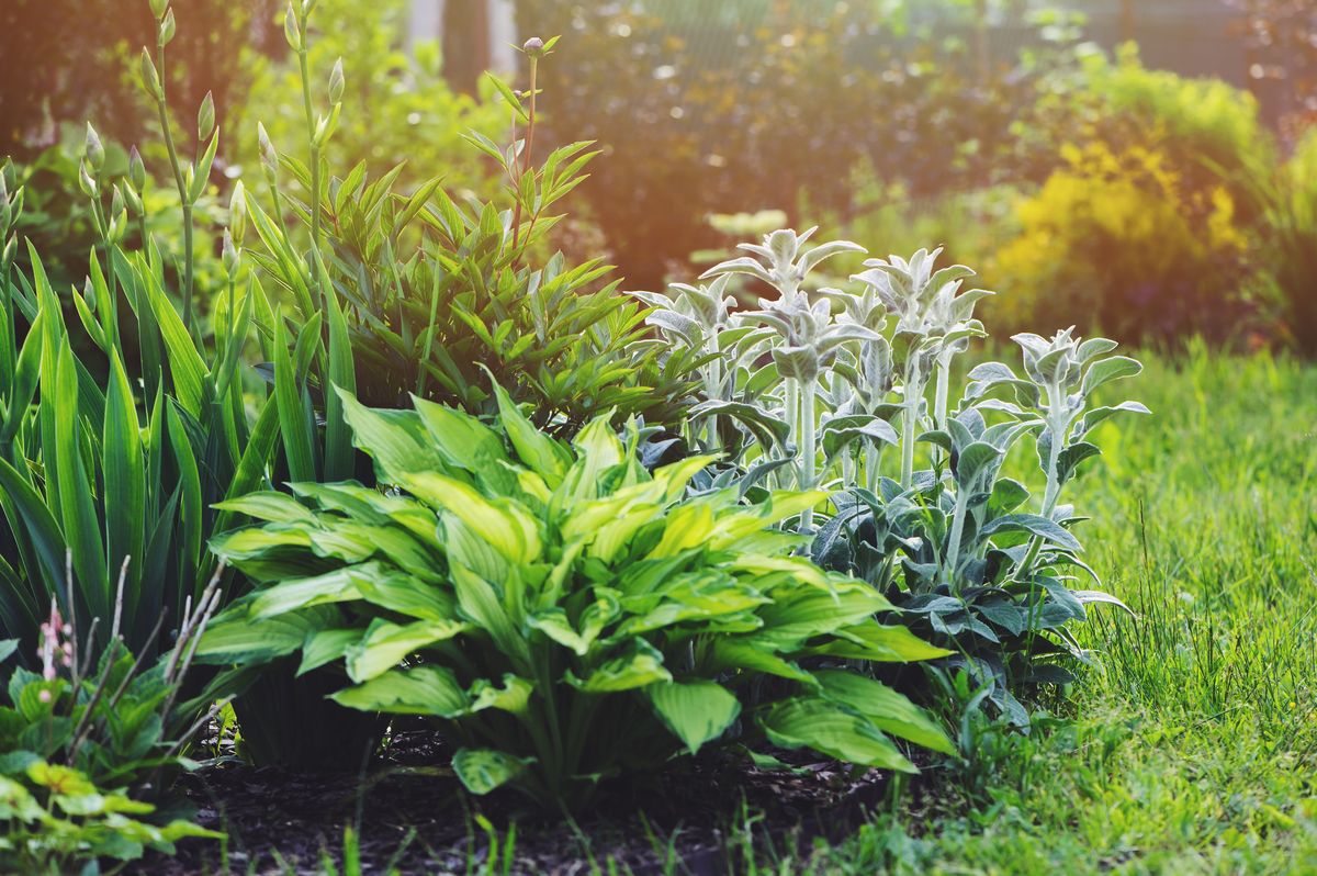 この庭師のトリックを使えば、夏の暑さに耐えられる植物を簡単に見つけることができます。それは葉の色に基づいています。