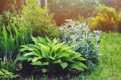 Shrubs planted in a garden border