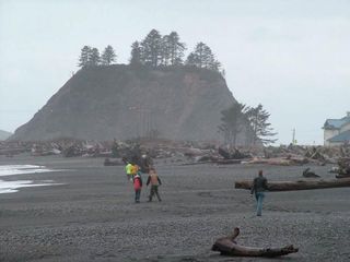 La Push shoreline strewn with drift wood.