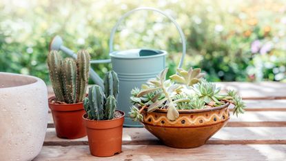 Cacti and watering can