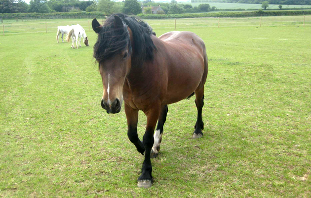 World Horse Welfare Bren1