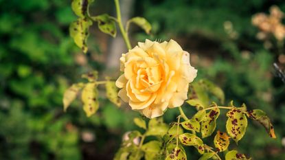 Rose plant with leaves turning yellow