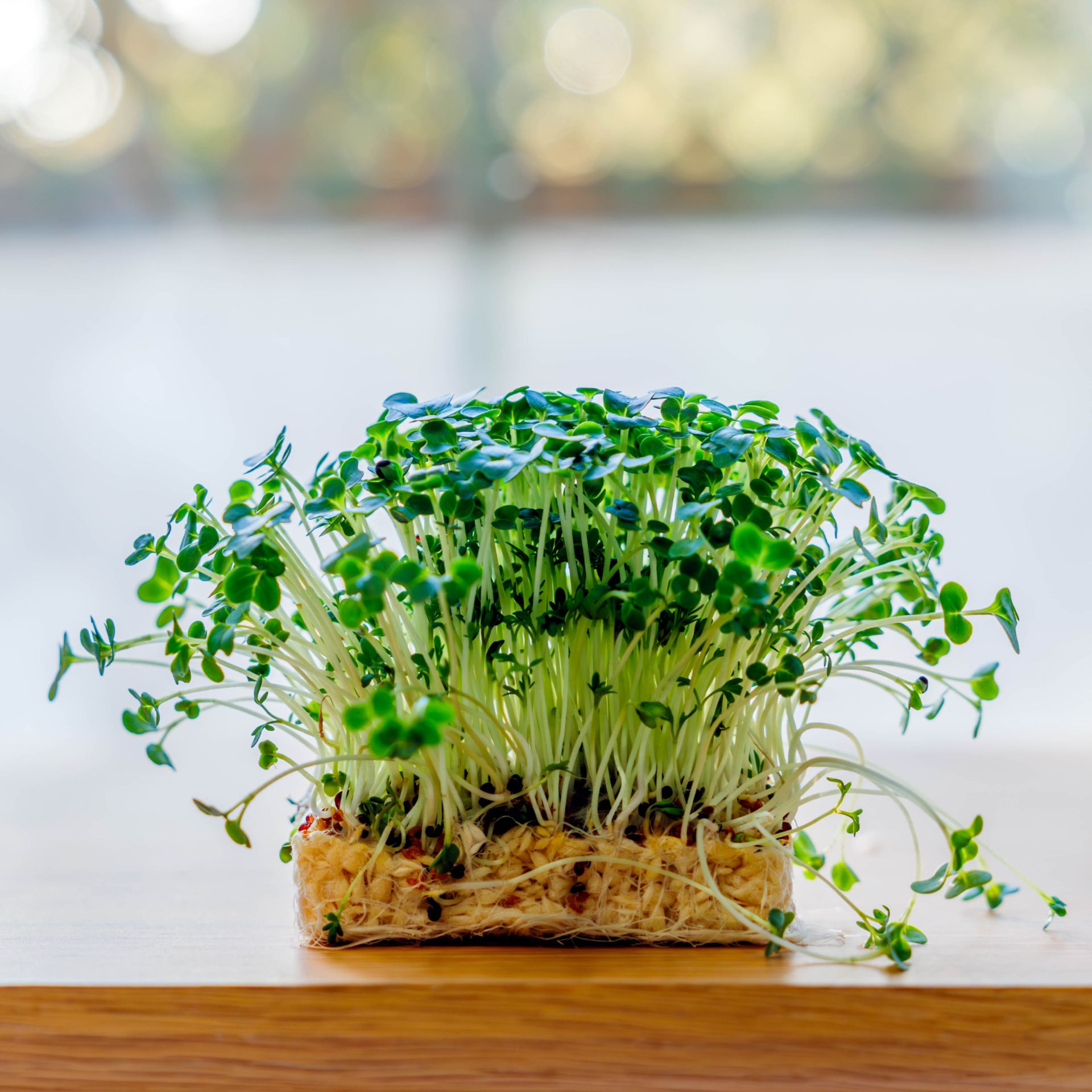 Growing cress