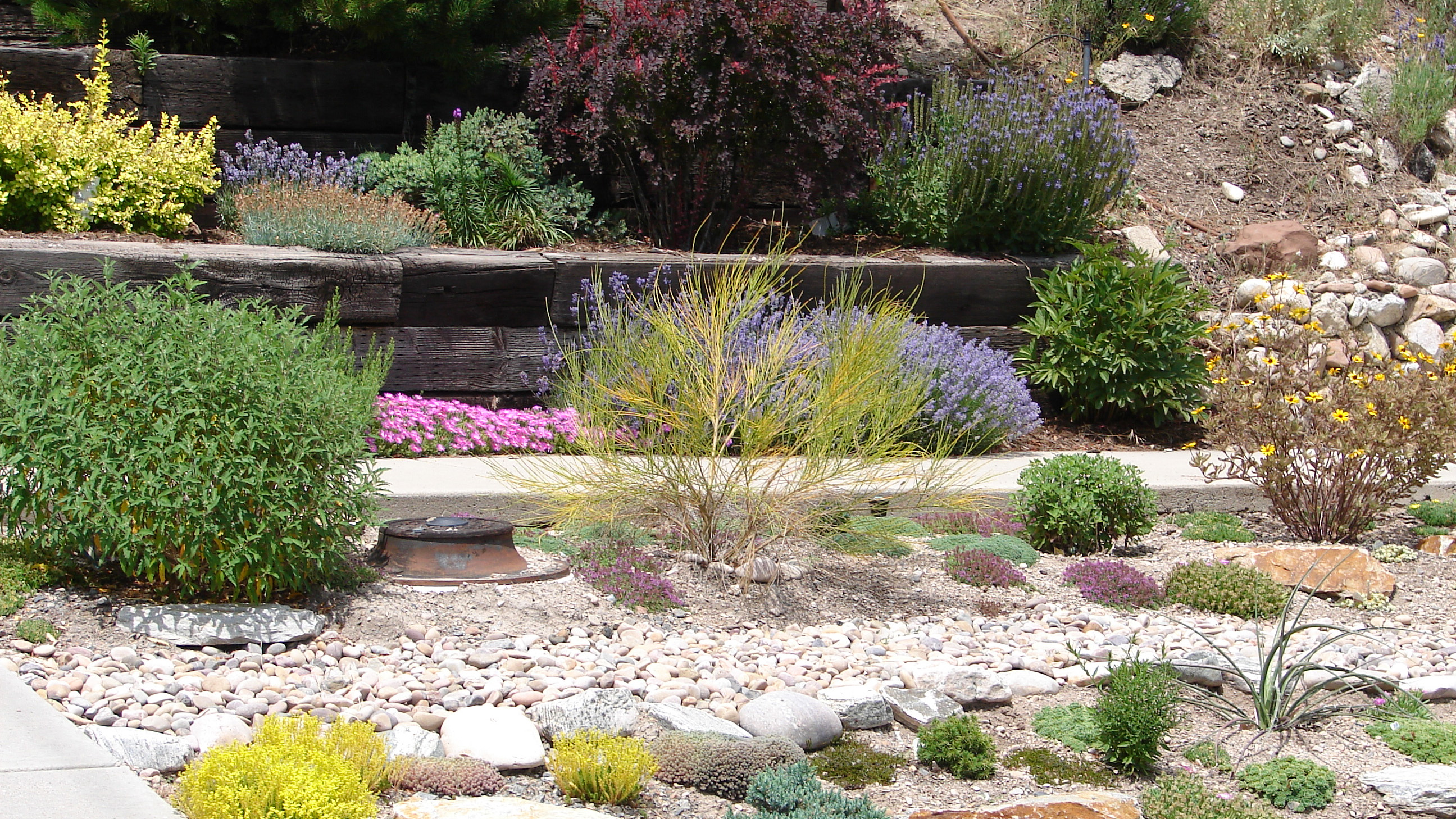 Xeriscaping garden