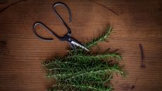 Best herb trimming scissors