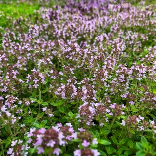 Purple creeping thyme in garden is an example of best ground cover plants to prevent weeds