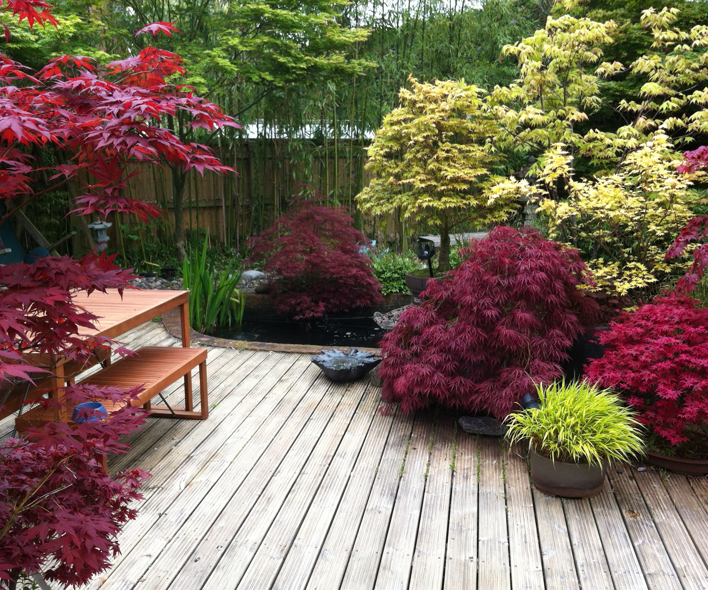 Modern garden with japanese maples