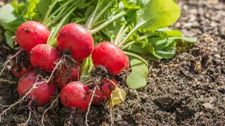 harvested radishes