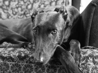 A photo of a black greyhound sat on a patterned blanket in a chair.