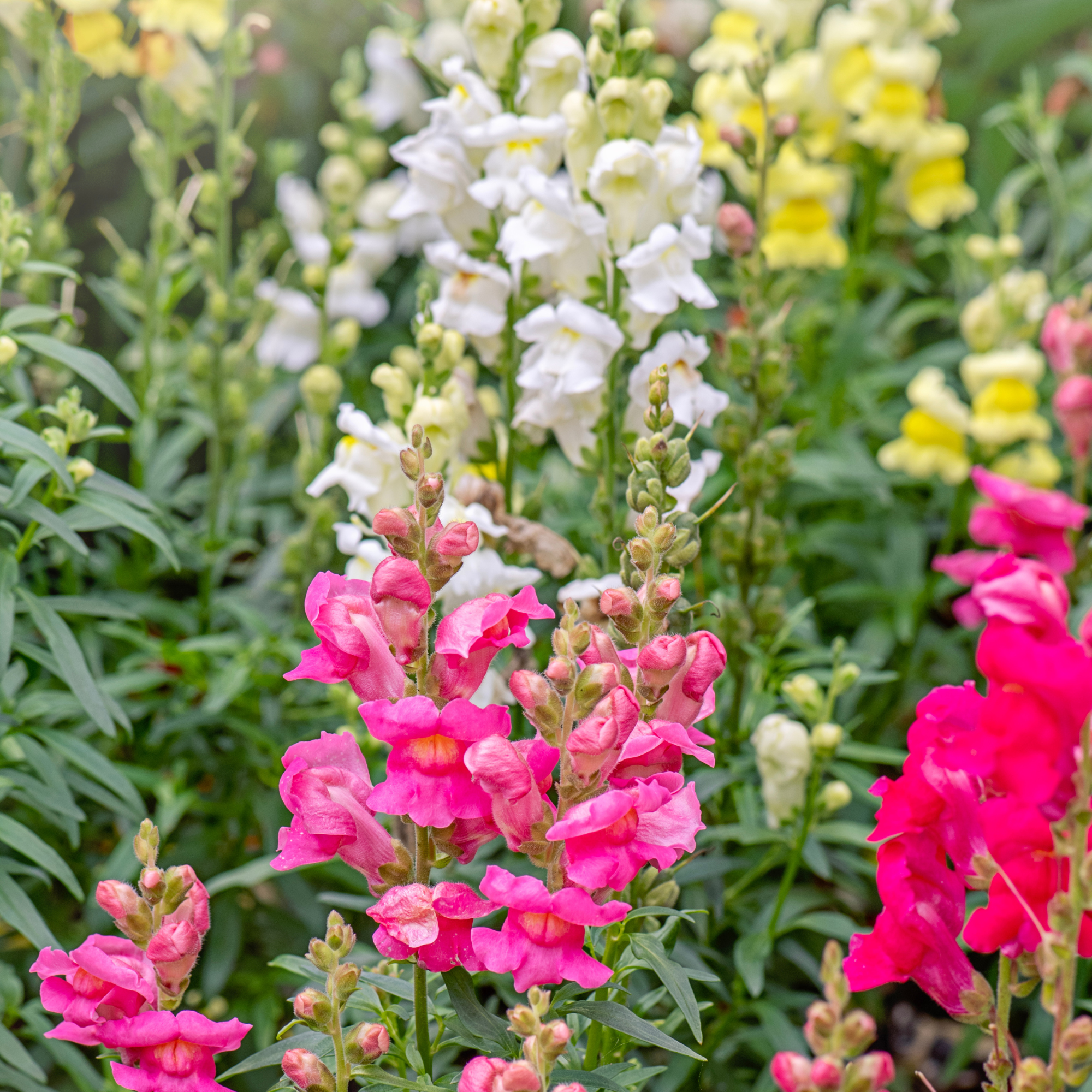 Colourful collection of snapdragons in pink, white and yellow.