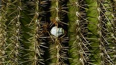 Unplayable ball in cactus