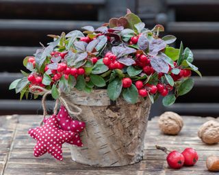 Christmas wintergreen in pot