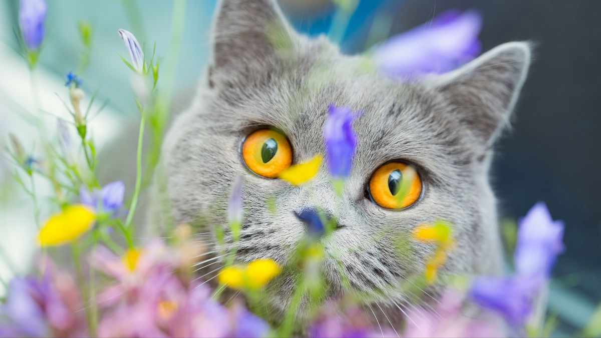 What colors can cats see? A vet reveals the answer (and it may just ...