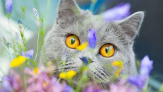 British shorthair cat looking at flowers