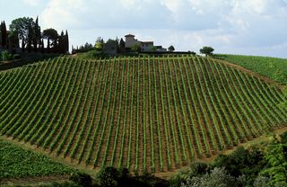 A vineyard in Chianti, home to the time trial stage 9 of the 2016 Giro d'Italia