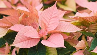 close-up of pink poinsettia