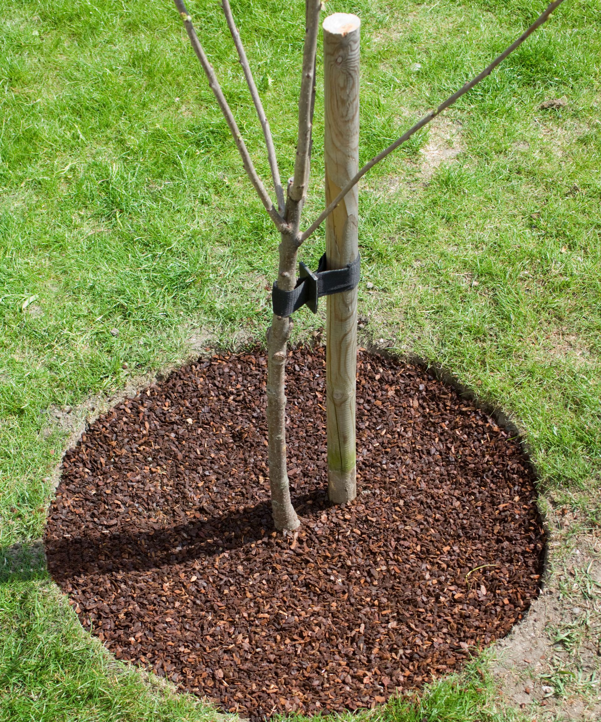 cherry tree (Prunus) with bark mulch